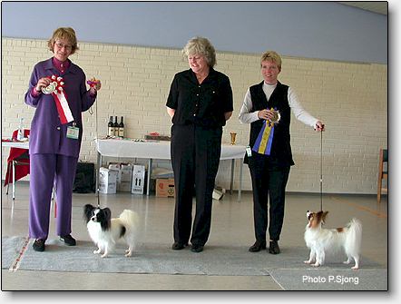BOB & BOS papillon